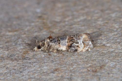 Lobesia botrana